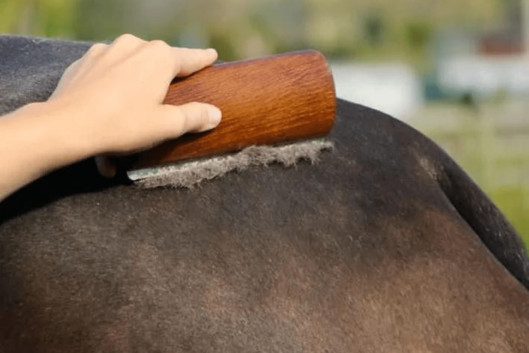 Eco Horse Shedder