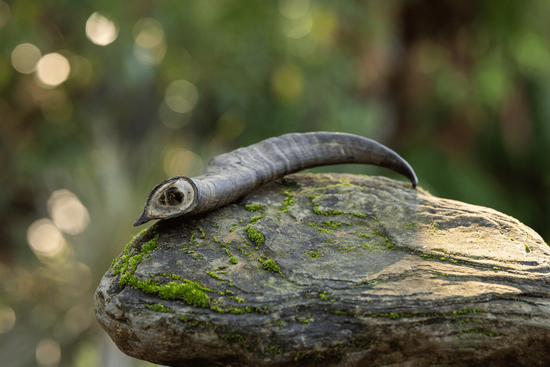 Wild Harvest Goat Horn