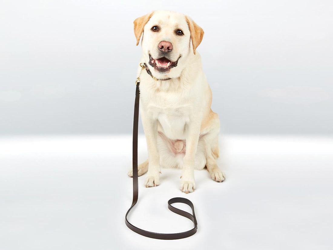 Weatherbeeta Leather Dog Lead