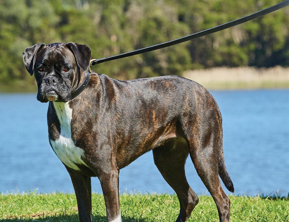 Weatherbeeta Leather Dog Lead