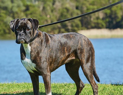 Weatherbeeta Leather Dog Lead