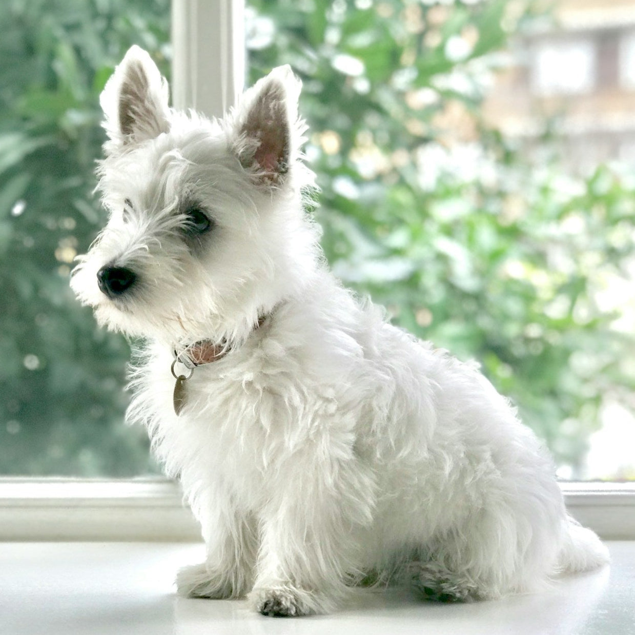 Eco Dog Blurple Dog Shampoo