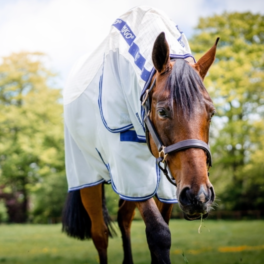 Horse grazing in a field wearing a white rug with blue trim. - 2