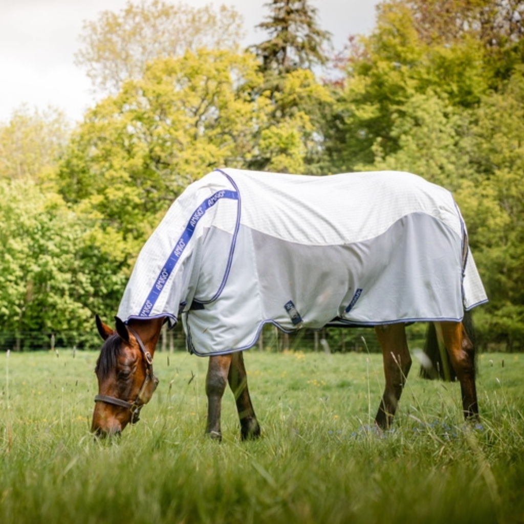 Horse grazing in a field wearing a white rug with blue trim.