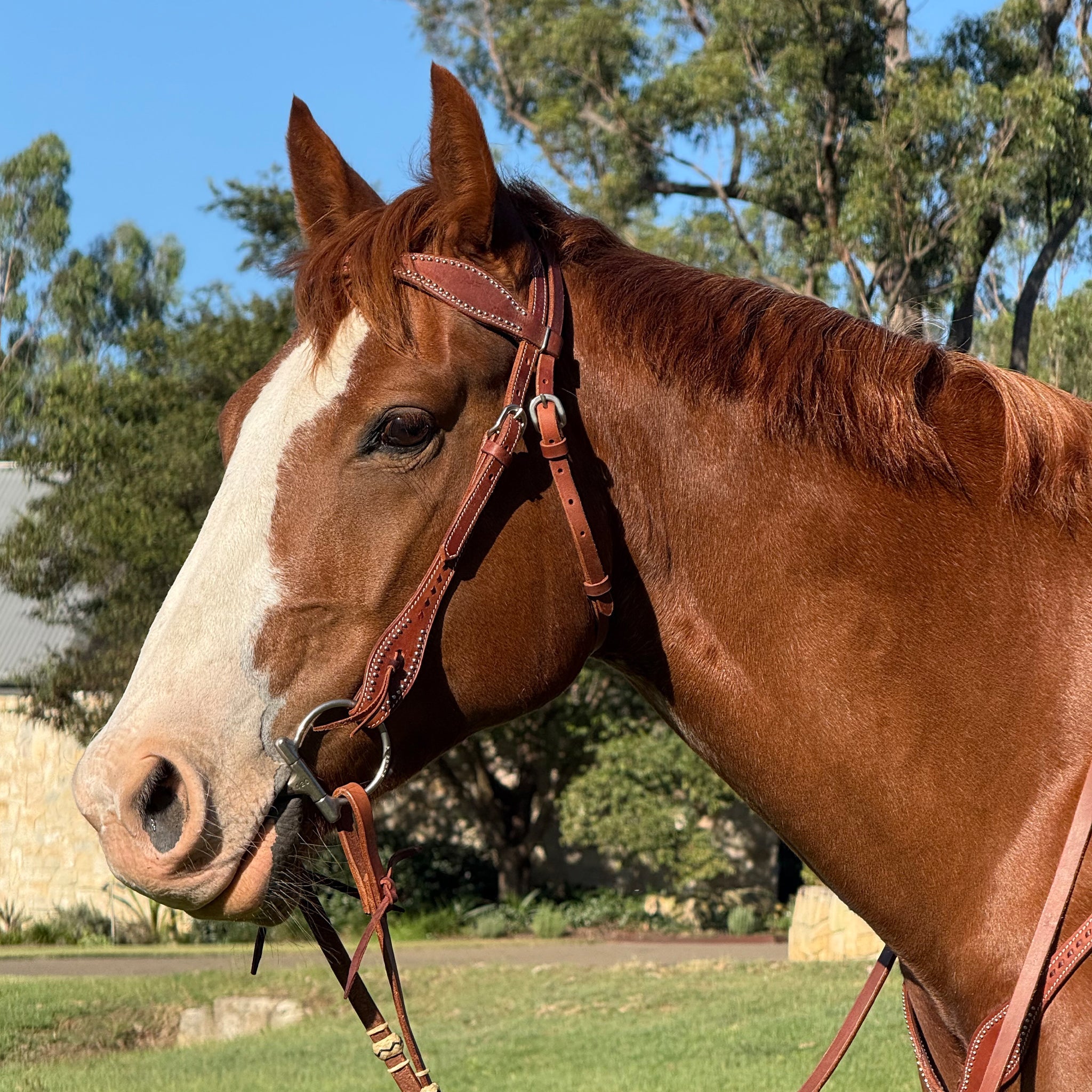 Ezy Ride Bridle Shaped Brow with Lace and Dots Harness Leather