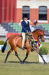 BARE Equestrian Competition Wear Tights - Lemon Butter