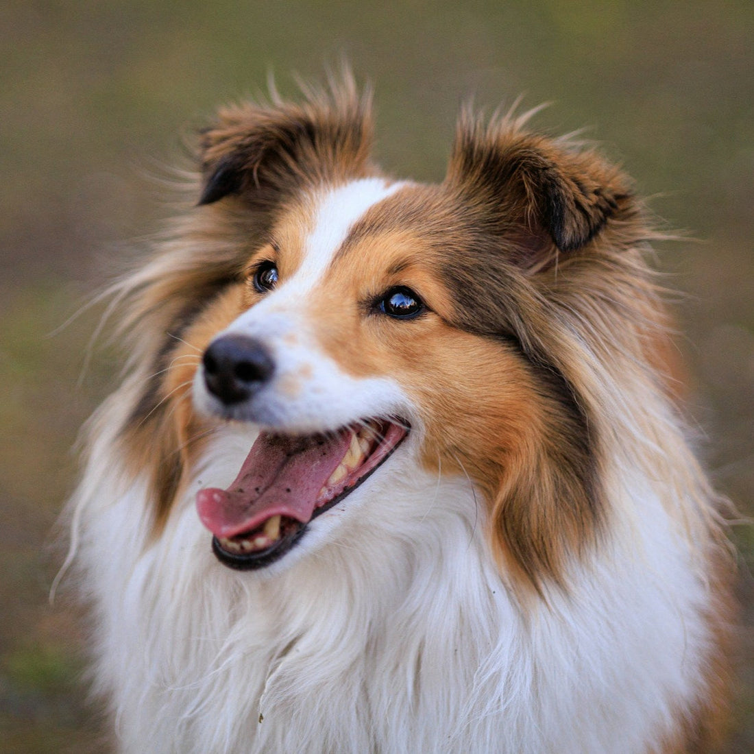 Eco Dog Knots Away Coat Spray