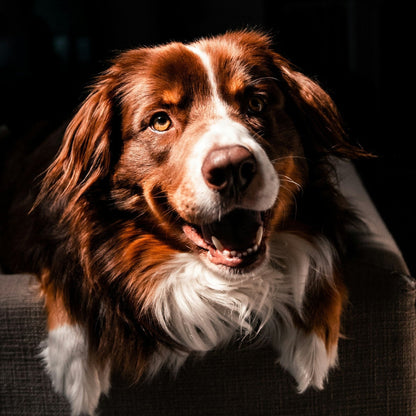 Collie with a glossy, healthy coat