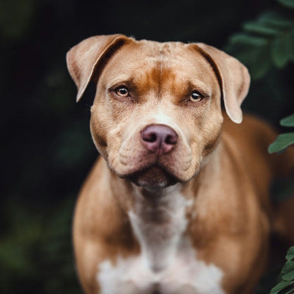 Brown and white dog looking fresh and calm