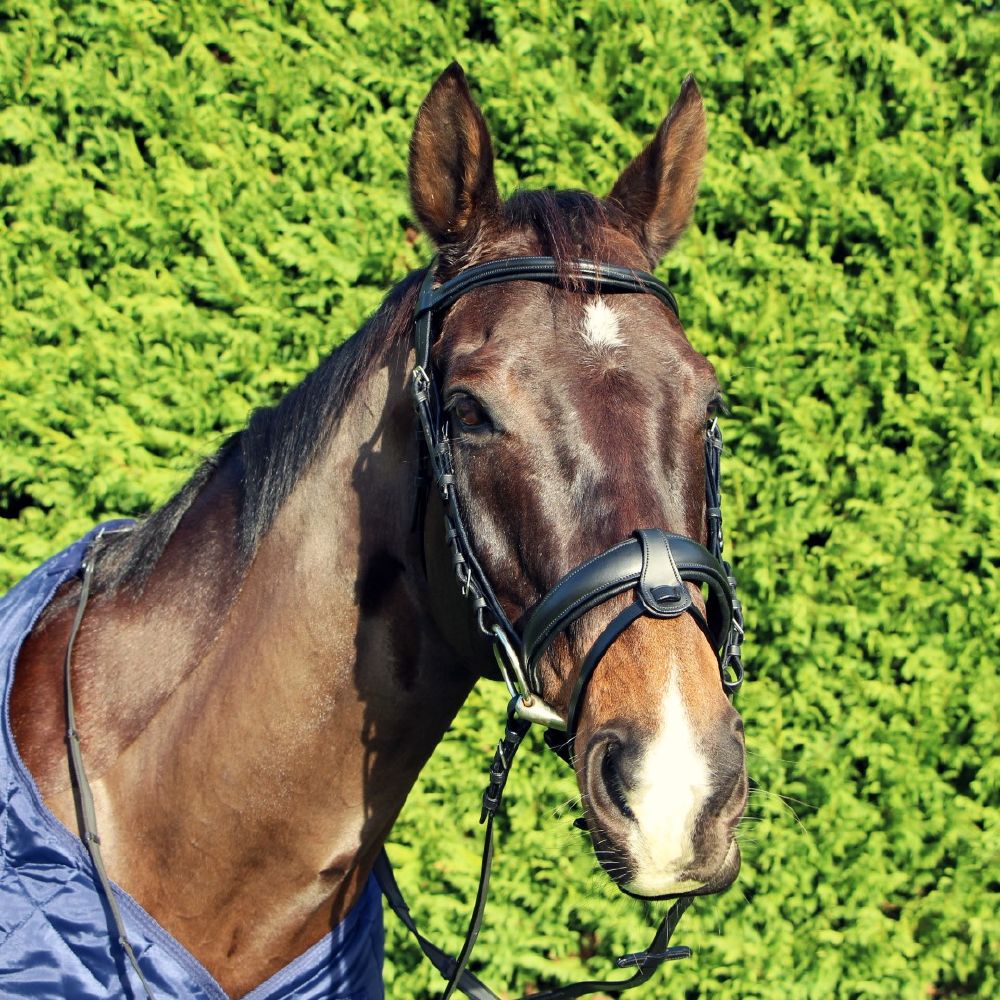 Cavallino Dressage Anatomic Bridle
