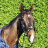 Cavallino Dressage Anatomic Bridle
