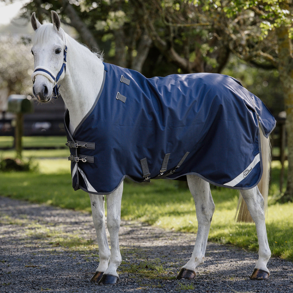 Cavallino Gen 4 Detach A Neck - 3