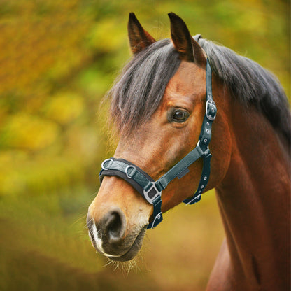 Lunging Cavesson Waldhausen