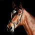 Collegiate Comfitec Daina Bridle