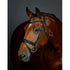 Collegiate Comfitec Opulux Padded Hanoverian Flash Bridle - Black