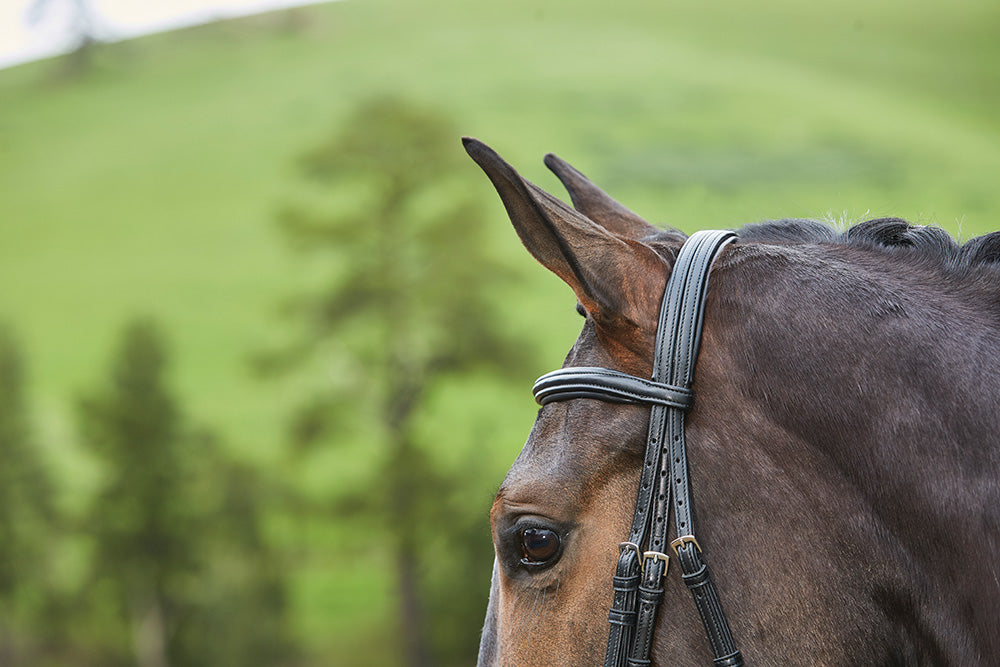 Collegiate Syntovia+ Padded Raised Flash Bridle - Black Headpiece