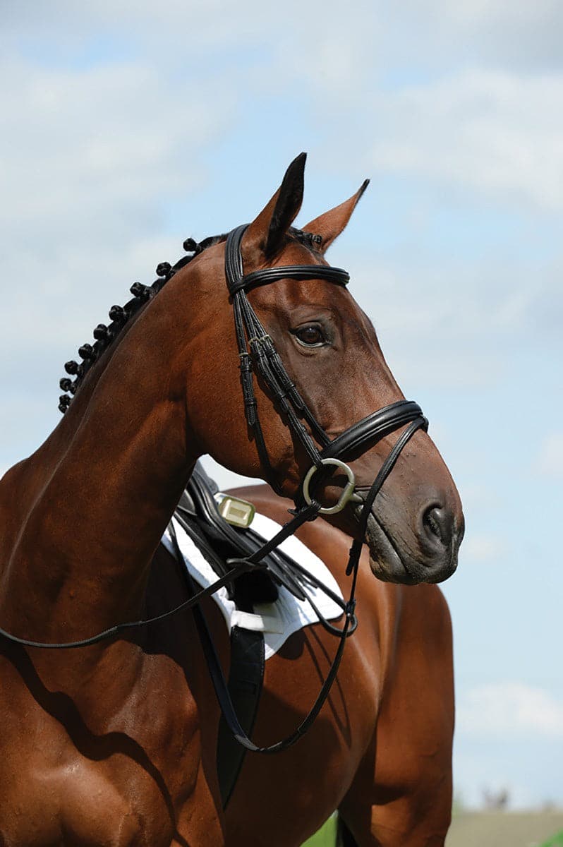 Collegiate Syntovia+ Padded Raised Flash Bridle - Black