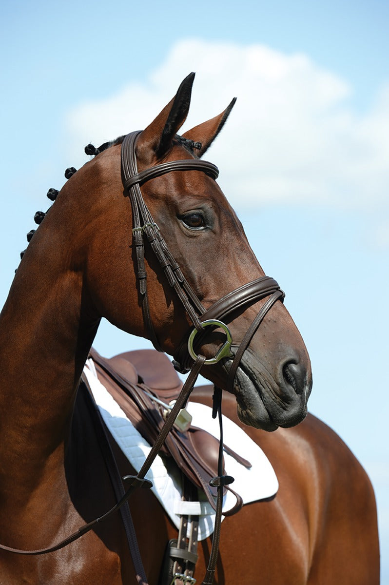Collegiate Syntovia+ Padded Raised Flash Bridle - Brown