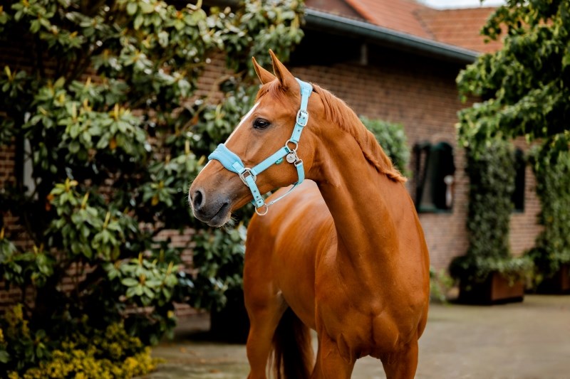 Horseware Ireland Signature Grooming Headcollar