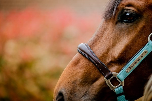 Horseware Ireland Signature Competition Headcollar