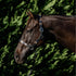 Double Hill Leather Polo Halter - Navy