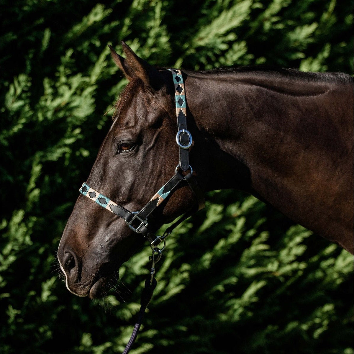 Double Hill Leather Polo Halter - Turquoise