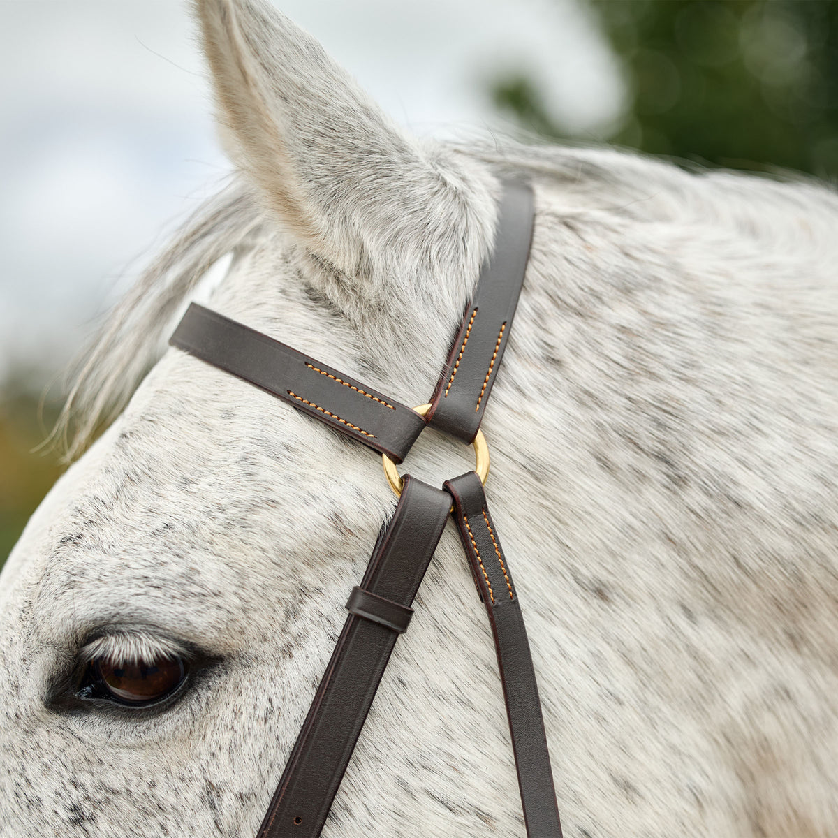 Dublin Brass Barcoo Bridle - 2