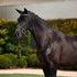Dublin Crystal Flash Bridle