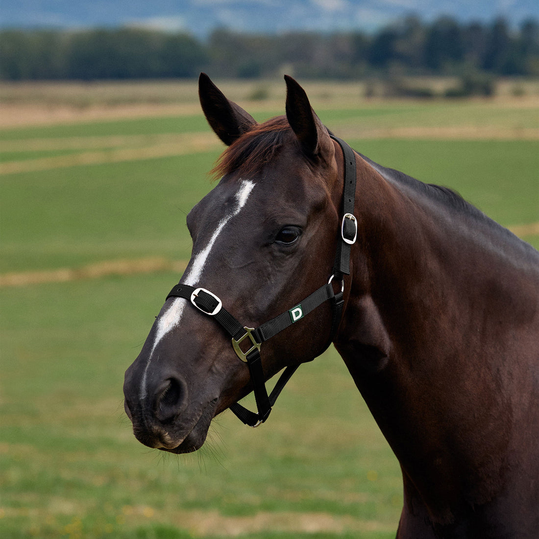 Dublin Everyday Headcollar - Black