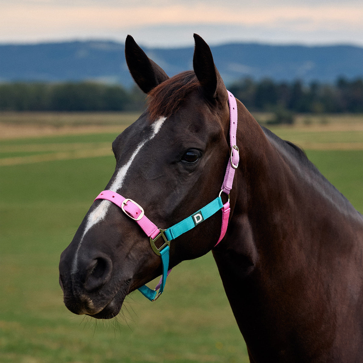 Dublin Everyday Headcollar - Blue/Pink/Purple