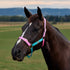 Dublin Everyday Headcollar - Blue/Pink/Purple