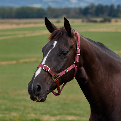 Dublin Everyday Headcollar - Burgundy