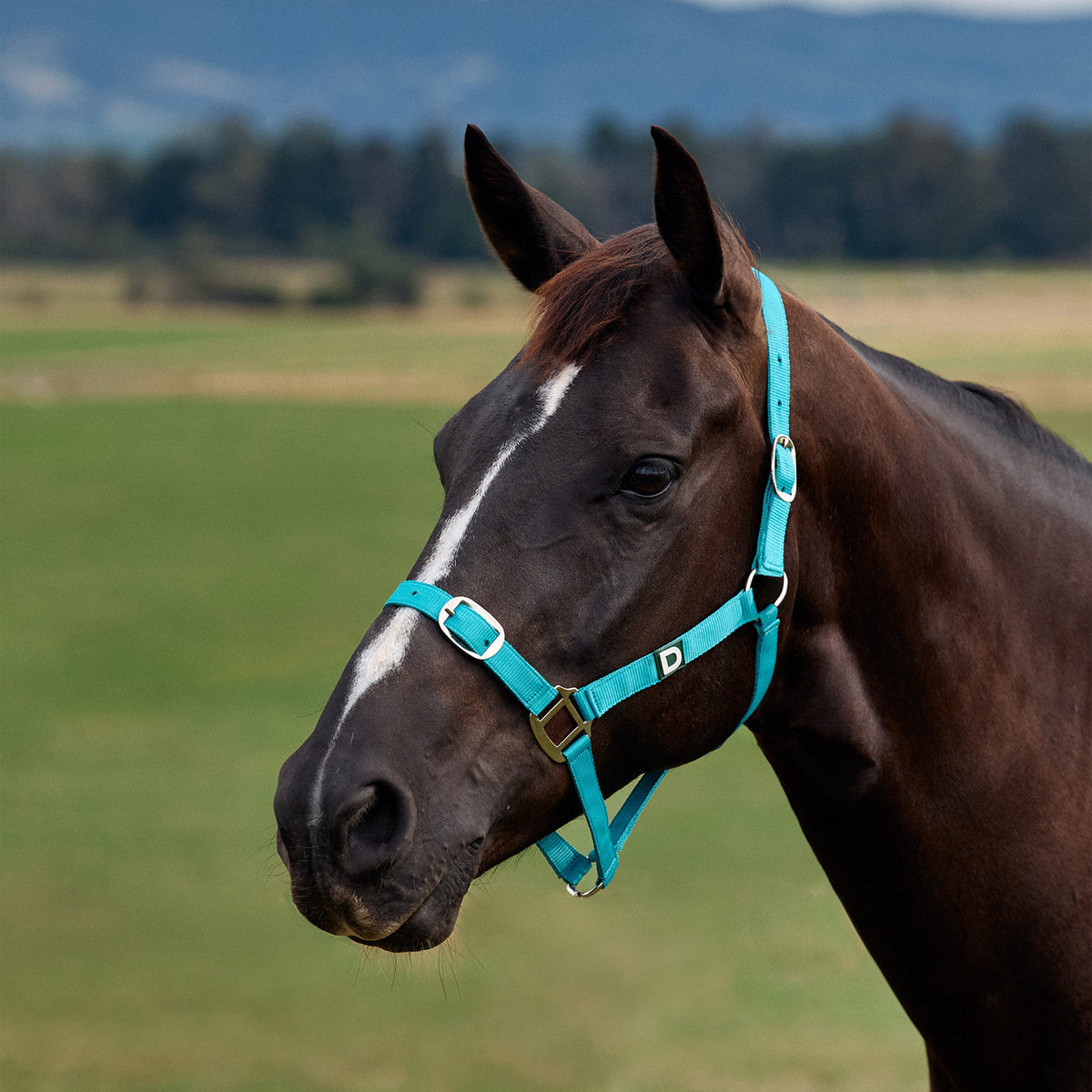 Dublin Everyday Headcollar - Dark Turquoise