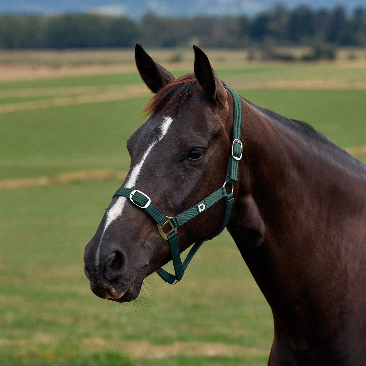 Dublin Everyday Headcollar - Green
