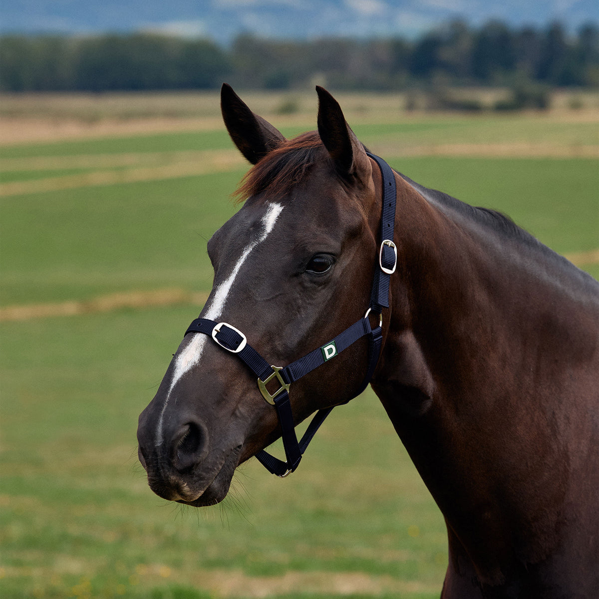 Dublin Everyday Headcollar - Navy