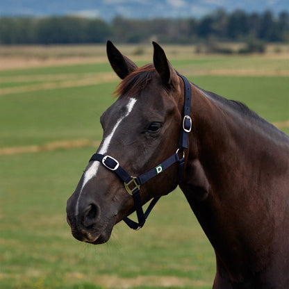 Dublin Everyday Headcollar - Navy