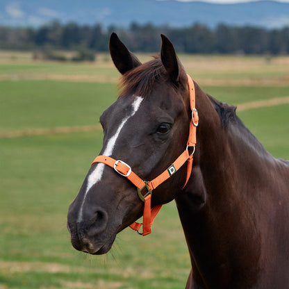 Dublin Everyday Headcollar - Orange