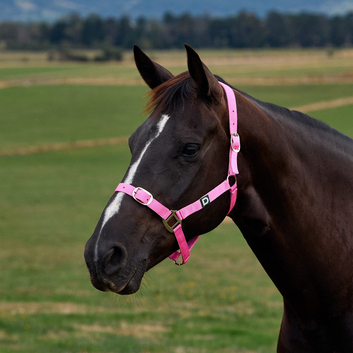 Dublin Everyday Headcollar - Pink