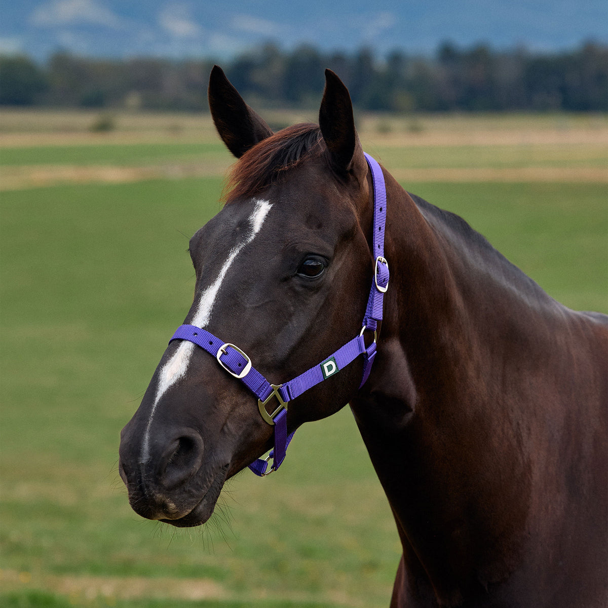 Dublin Everyday Headcollar - Purple