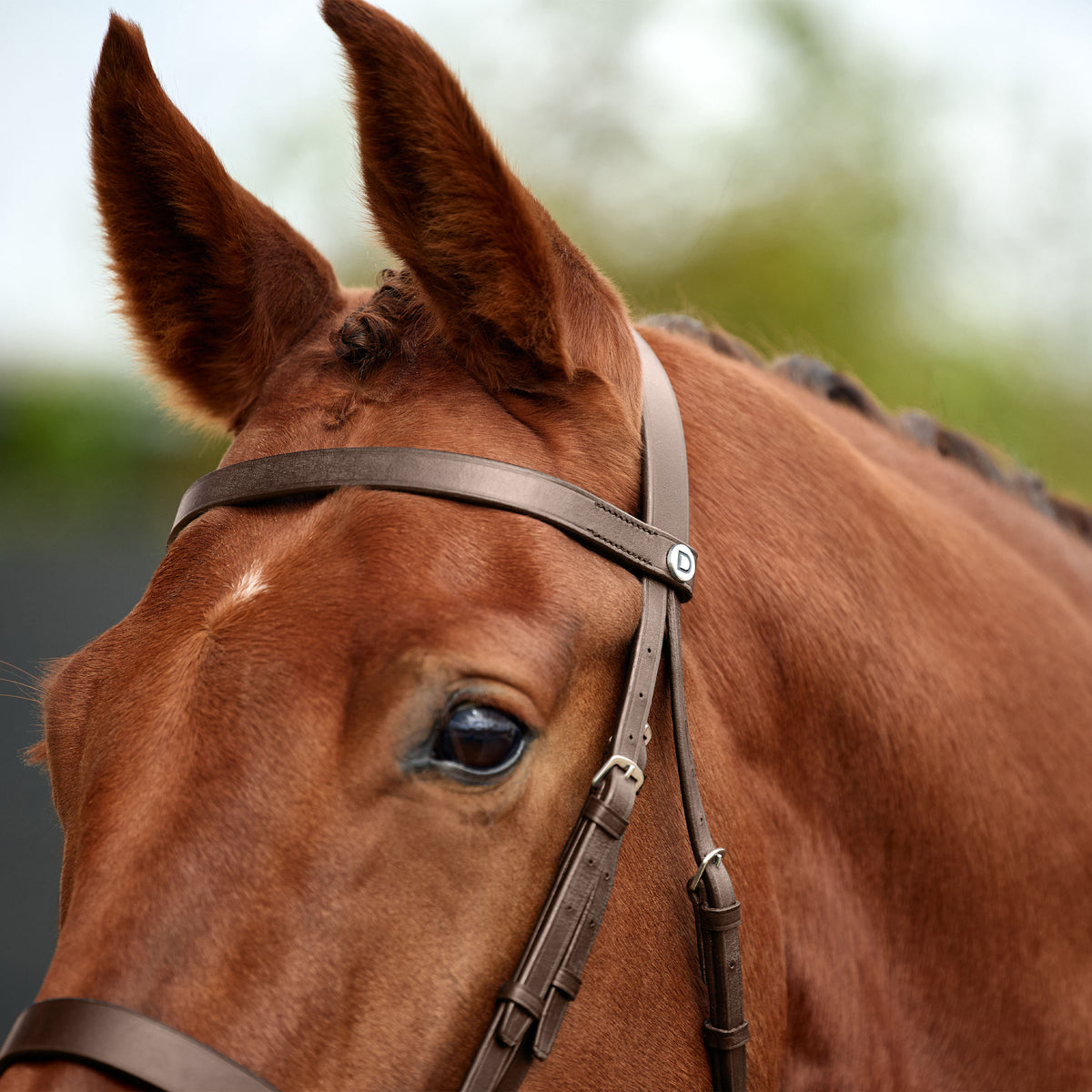 Dublin Flat Cavesson Bridle - 3