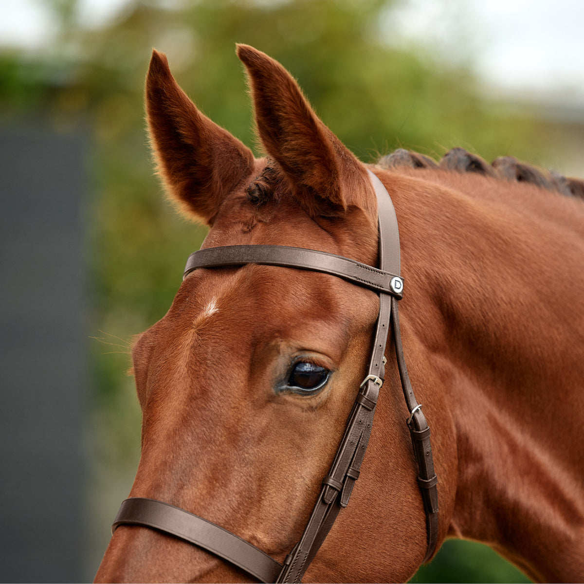 Dublin Flat Cavesson Bridle - 4
