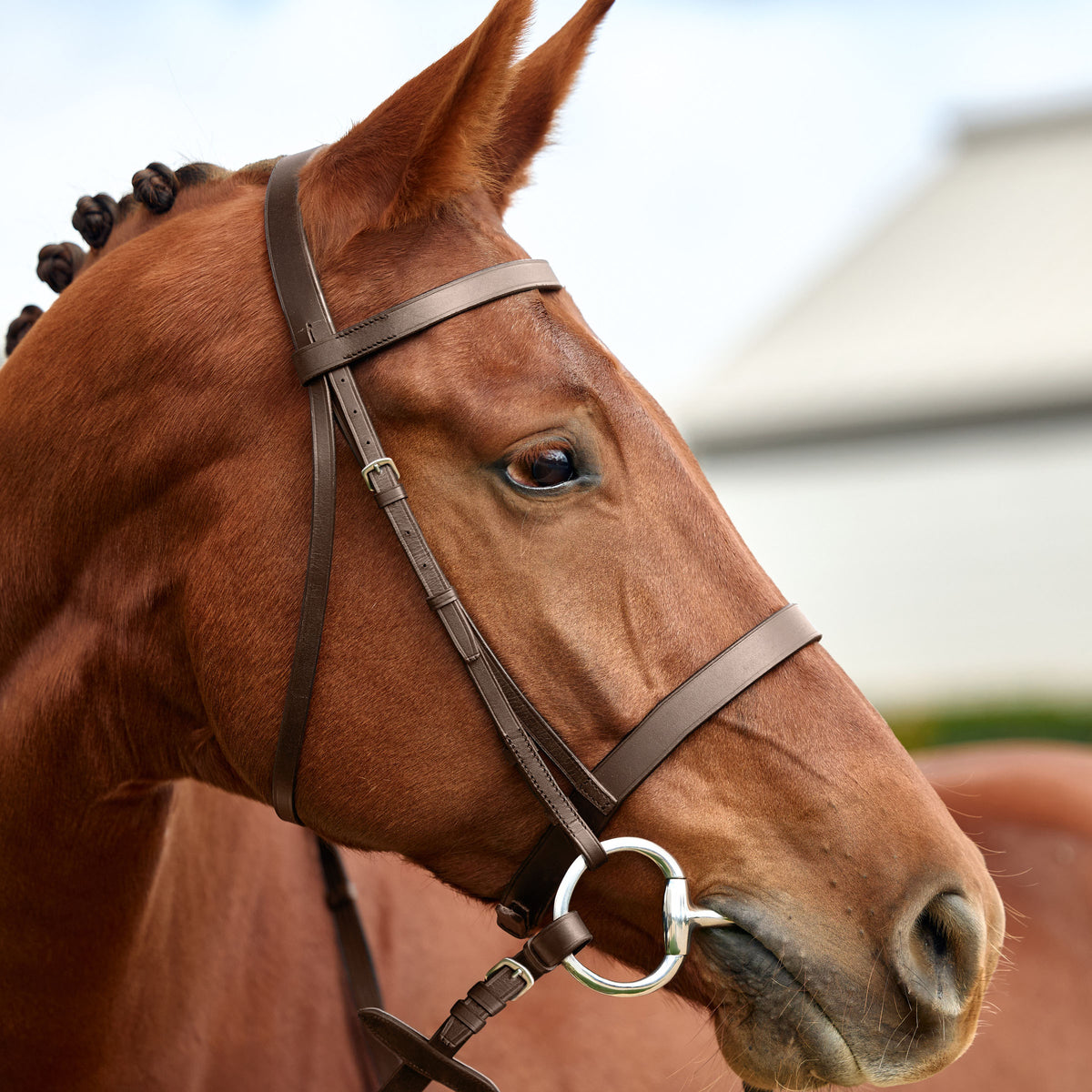 Dublin Flat Cavesson Bridle - Brown Detail