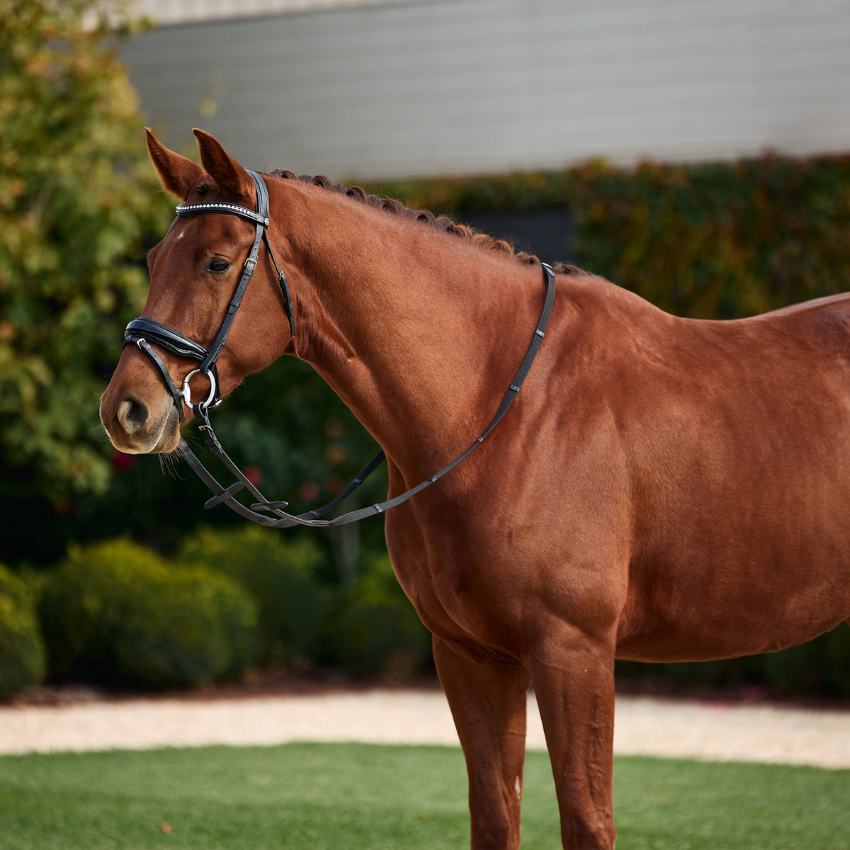 Dublin Padded Comfort Crown Patent Flash Bridle
