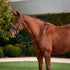 Dublin Padded Comfort Crown Patent Flash Bridle