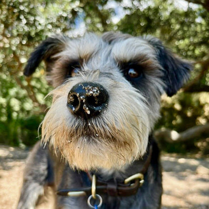 Eco Dog Snozz &amp; Paw Natural Balm - 2
