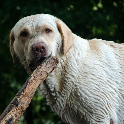Eco Dog Stinky Bed N Stuff Spray - 2