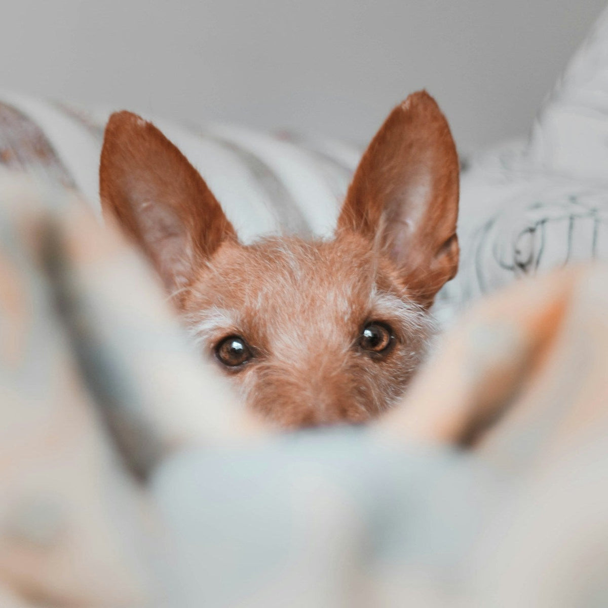 Eco Dog Stinky Bed N Stuff Spray - 4