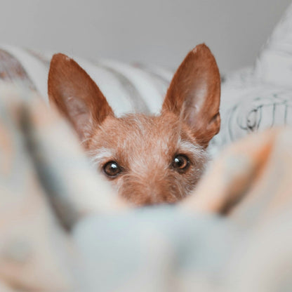 Eco Dog Stinky Bed N Stuff Spray - 4