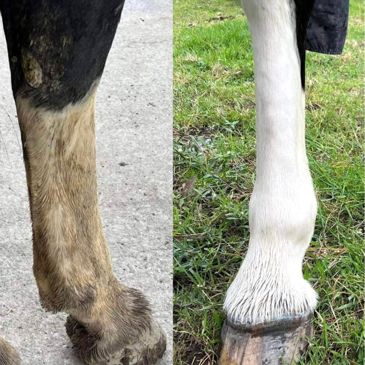 Eco Horse Charcoal Shampoo - 7