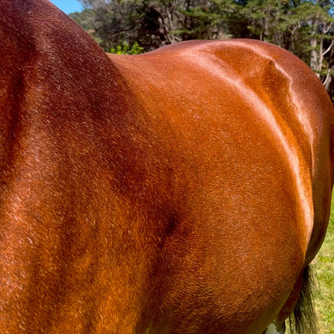 Eco Horse Eco Glow Coat Shine - Side